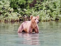 Alaska Wildlife-21